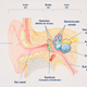 Image for article titled How Your Ears Do Math Better Than Mathematicians